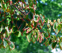 drying leaves in a linden tree.